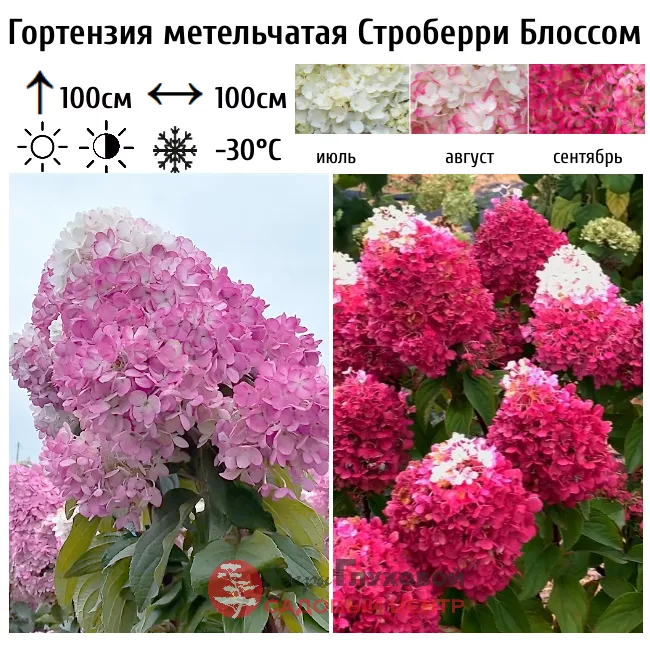 Как выбрать гортензию: советы по выбору и уходу за этими прекрасными цветами