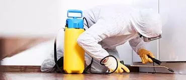 “Марафет”: Стратегии Борьбы с Блохами