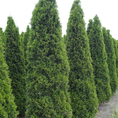 Где купить тую в Москве: Руководство для садоводов