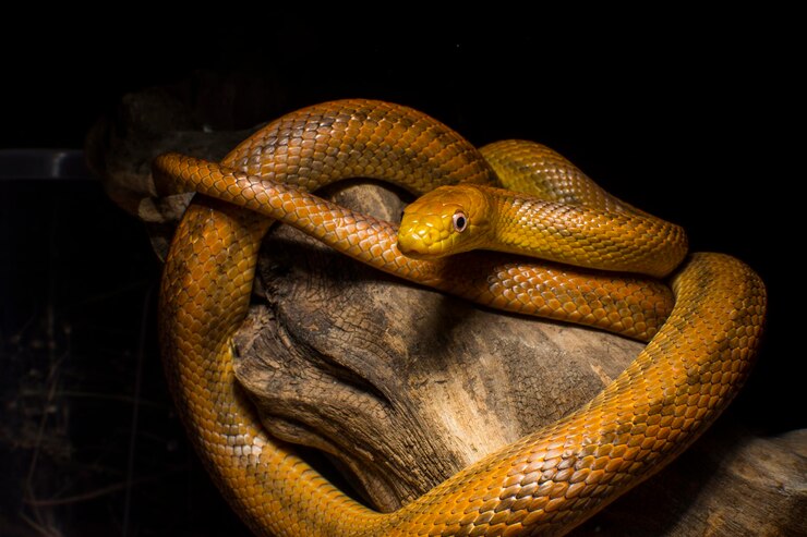 Травля ядовитых змей: эффективные методы и меры безопасности