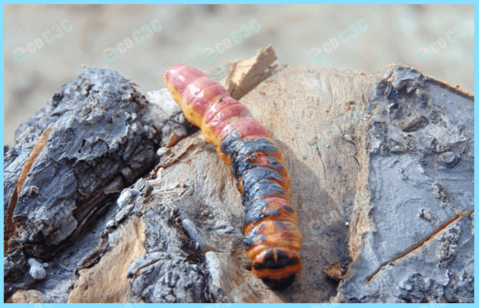 Обработка деревьев от короеда: методы и подходы