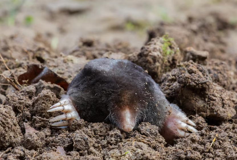 Как выбрать кротоотпугиватель